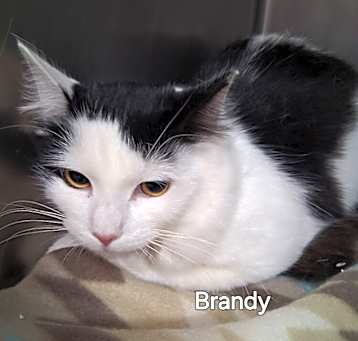 Photo of Brandy