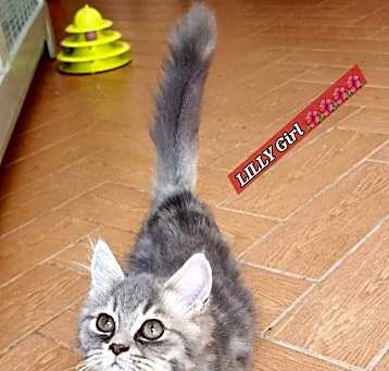 Photo of Lilly