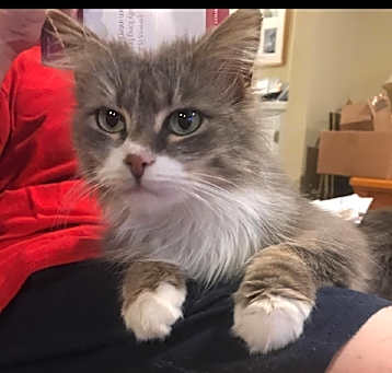 Photo of Fluffy