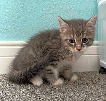 Photo of Malibu - In Foster