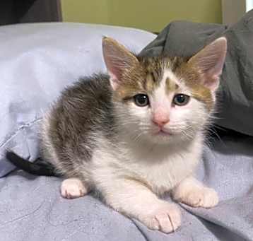 Photo of Martini - In Foster