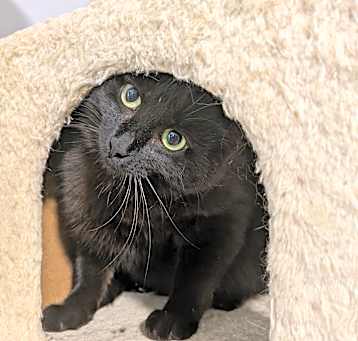 Photo of Betty - In Foster