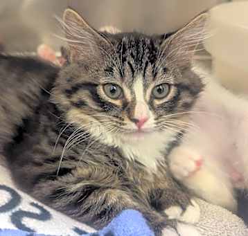 Photo of Flint