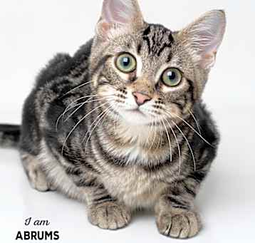 Photo of Abrums