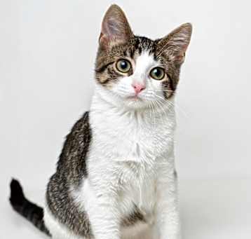 Photo of FiFi
