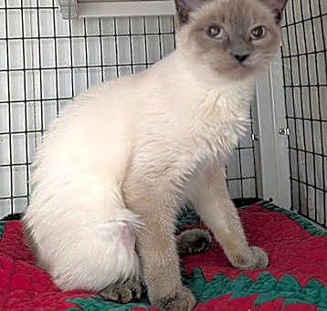 Photo of Snow White