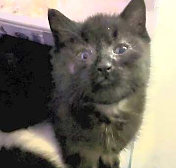 Photo of Pepsi