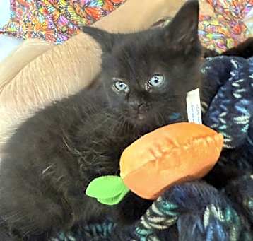 Photo of Cola
