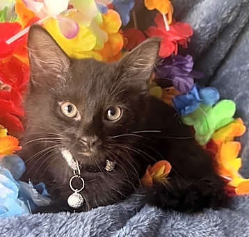 Photo of Watson