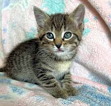 Photo of Kristoff - In Foster