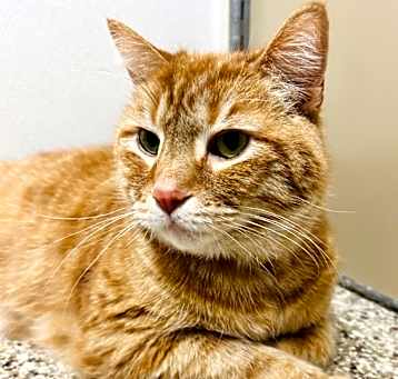 Photo of Lucky