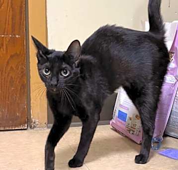 Photo of Jaela P. Cat