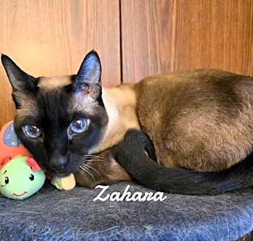 Photo of Zahara