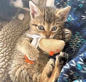 Photo of Daphne - In Foster