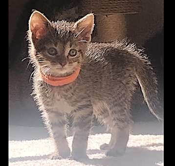 Photo of Velma - In Foster