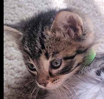 Photo of Shaggy - In Foster