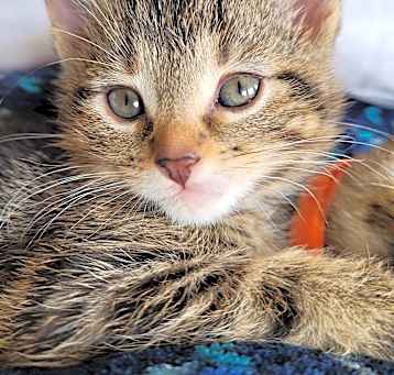 Photo of Scooby-Doo - In Foster