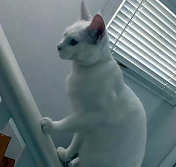 Photo of Big snow