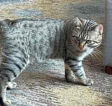 Photo of Figero