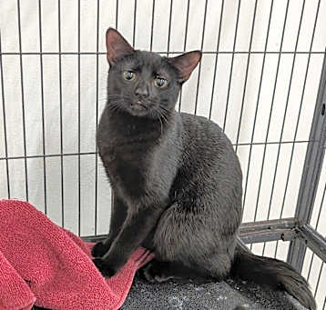Photo of Nicodemus