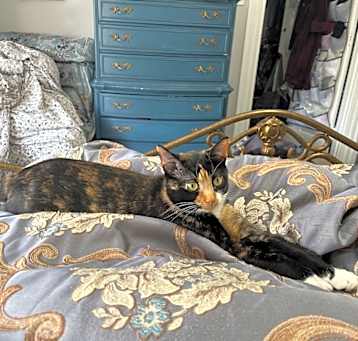 Photo of Ember
