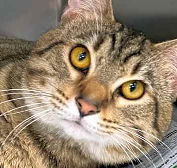 Photo of Castiel