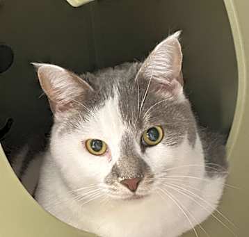 Photo of Louie 