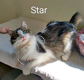Photo of Star