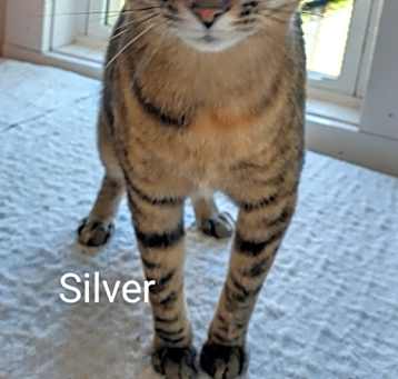 Photo of Silver