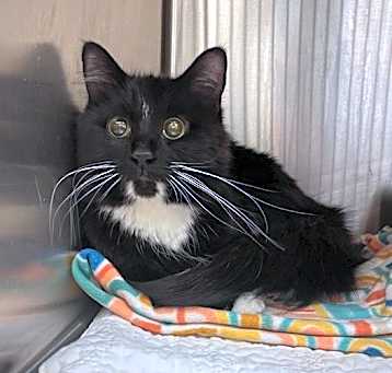 Photo of Bindi