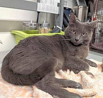 Photo of LITTLE GRAY