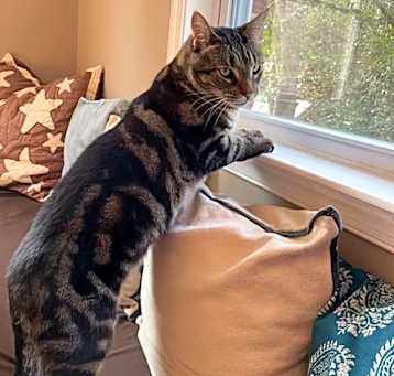Photo of Mr. Biscuit