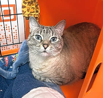 Photo of Piper