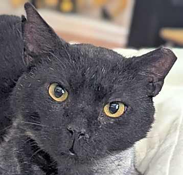 Photo of Zebedee