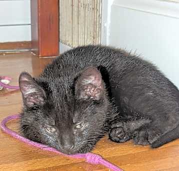 Photo of Thyme