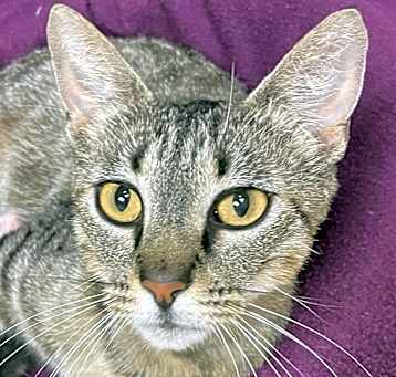 Photo of Marbles