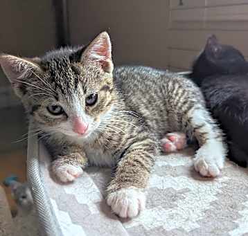 Photo of Parsley