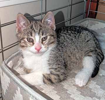 Photo of Sage