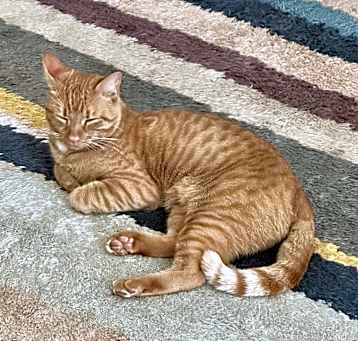 Photo of Mango
