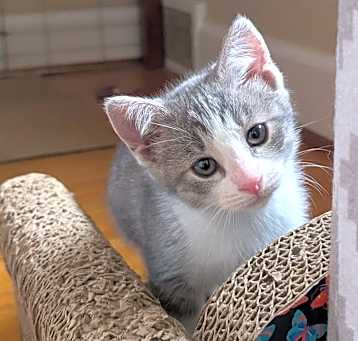 Photo of Rosemary