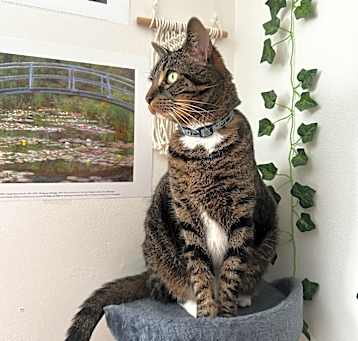 Photo of Milo