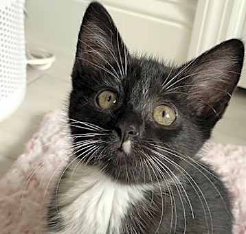 Photo of Viva (9714)