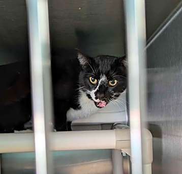 Photo of Tux - At shelter