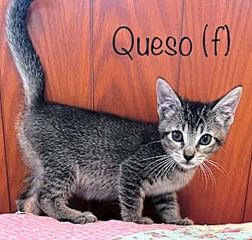 Photo of Queso