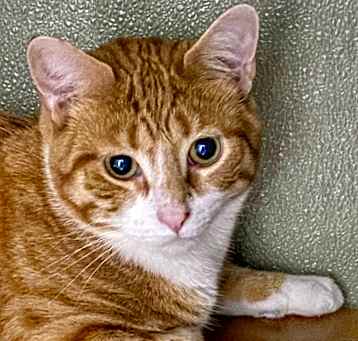 Photo of Zuzu