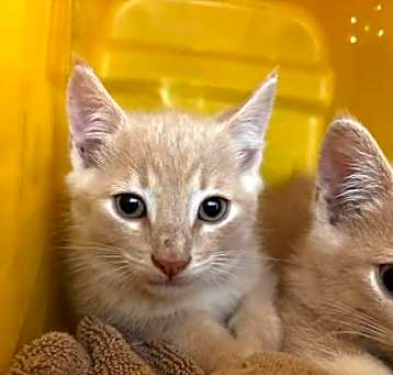 Photo of Cedar  - At shelter