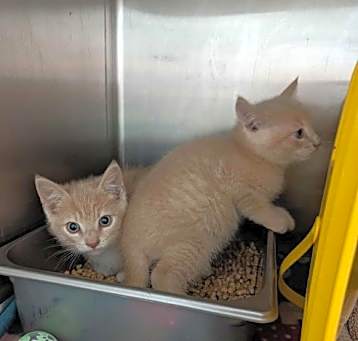 Photo of Pine -  At shelter
