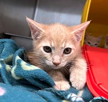 Photo of Spruce - At shelter