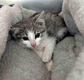 Photo of Track Star - At shelter