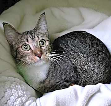 Photo of DiNozzo
